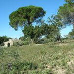 aout 2014 - vue ouest de l'olivette avec à gauche l'impluvium