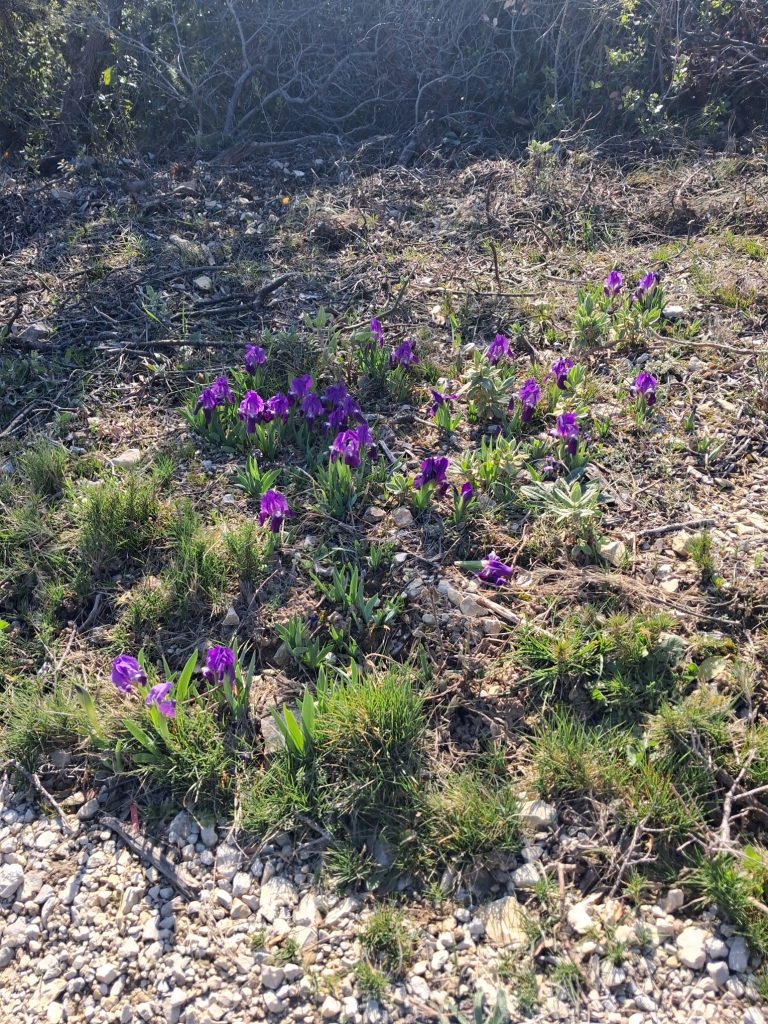 iris des garrigues