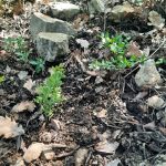 fragon ou petit-houx