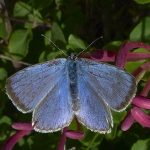 azuré du baguenaudier